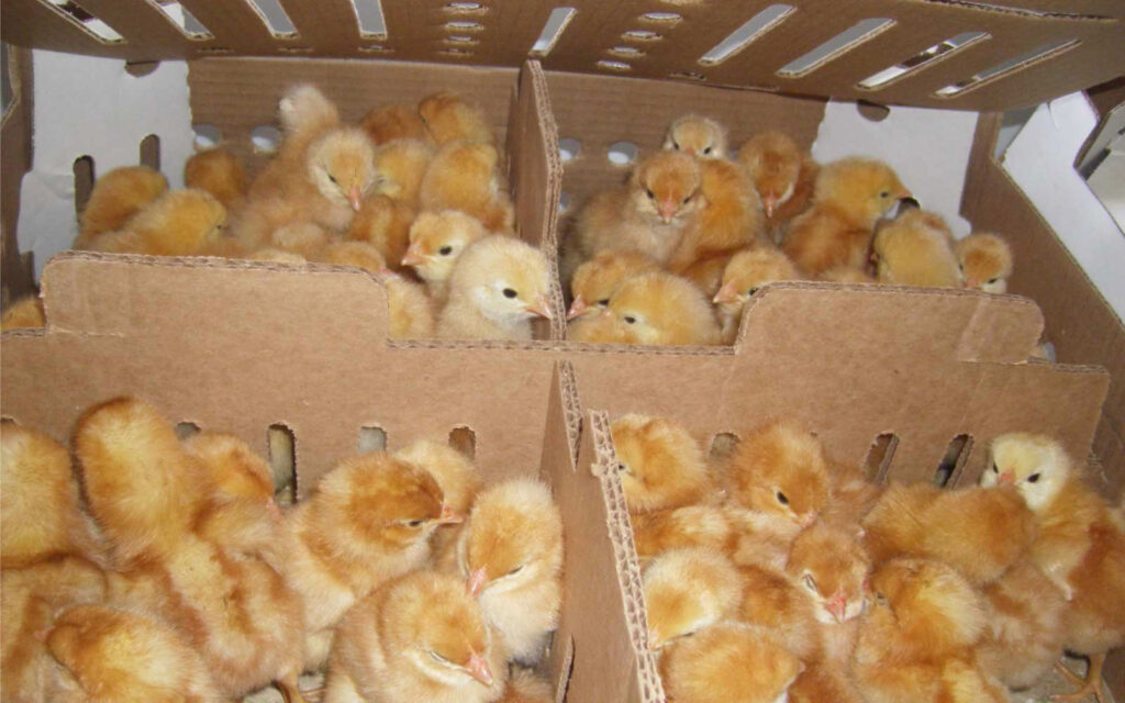 Bridgewater Farmers’ Cooperative Your farm store… and more.